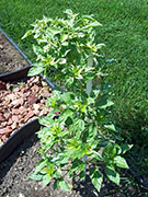 Fish Pepper