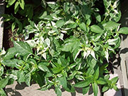 Fish Pepper