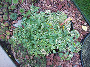 Fish Pepper