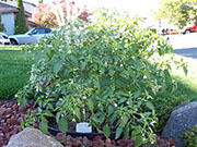 Fish Pepper