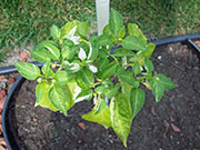 Fish Pepper