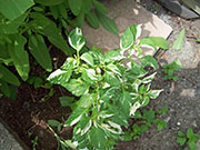 Fish Pepper