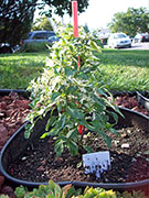 Fish Pepper