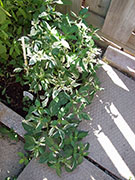 Fish Pepper