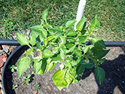Fish Pepper