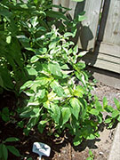 Fish Pepper