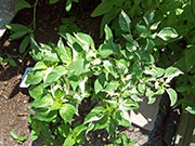 Fish Pepper