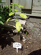 Fish Pepper