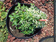 Fish Pepper