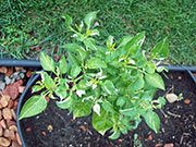 Fish Pepper