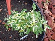 Fish Pepper