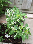 Fish Pepper