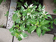 Fish Pepper