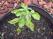 Fish Pepper