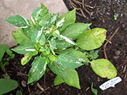 Fish Pepper