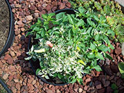 Fish Pepper
