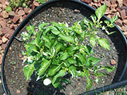 Fish Pepper