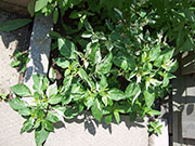 Fish Pepper