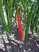 Goat Horn