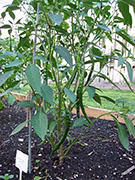 Kung Pao Hybrid