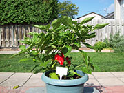 Trinidad Moruga Scorpion