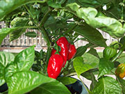 Trinidad Moruga Scorpion