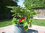 Trinidad Moruga Scorpion