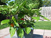 Trinidad Moruga Scorpion