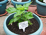 Trinidad Moruga Scorpion