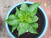 Trinidad Moruga Scorpion
