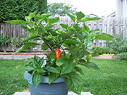 Trinidad Moruga Scorpion