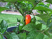 Trinidad Moruga Scorpion