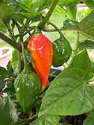 Trinidad Moruga Scorpion