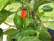 Trinidad Moruga Scorpion