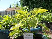 Trinidad Moruga Scorpion