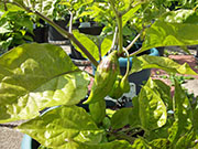 Trinidad Moruga Scorpion