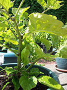 Trinidad Moruga Scorpion
