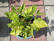Trinidad Moruga Scorpion