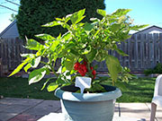 Trinidad Moruga Scorpion