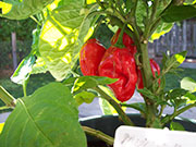 Trinidad Moruga Scorpion