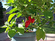 Trinidad Moruga Scorpion