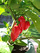 Trinidad Moruga Scorpion