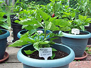 Trinidad Moruga Scorpion