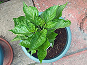 Trinidad Moruga Scorpion