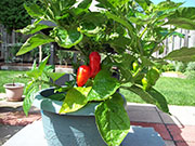 Trinidad Moruga Scorpion