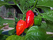 Trinidad Moruga Scorpion