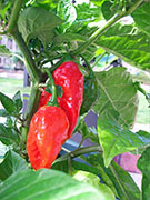 Trinidad Moruga Scorpion