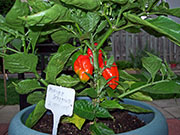 Trinidad Moruga Scorpion