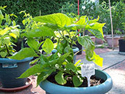 Trinidad Moruga Scorpion