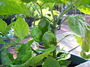 Trinidad Moruga Scorpion